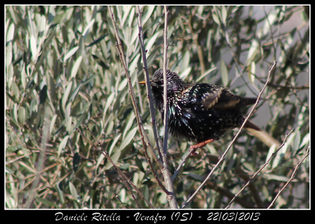 Sturnus vulgaris maschio???